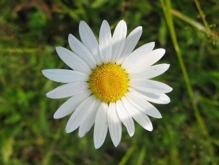 Decoctions based on chamomile flowers relieve the symptoms of prostatitis in men